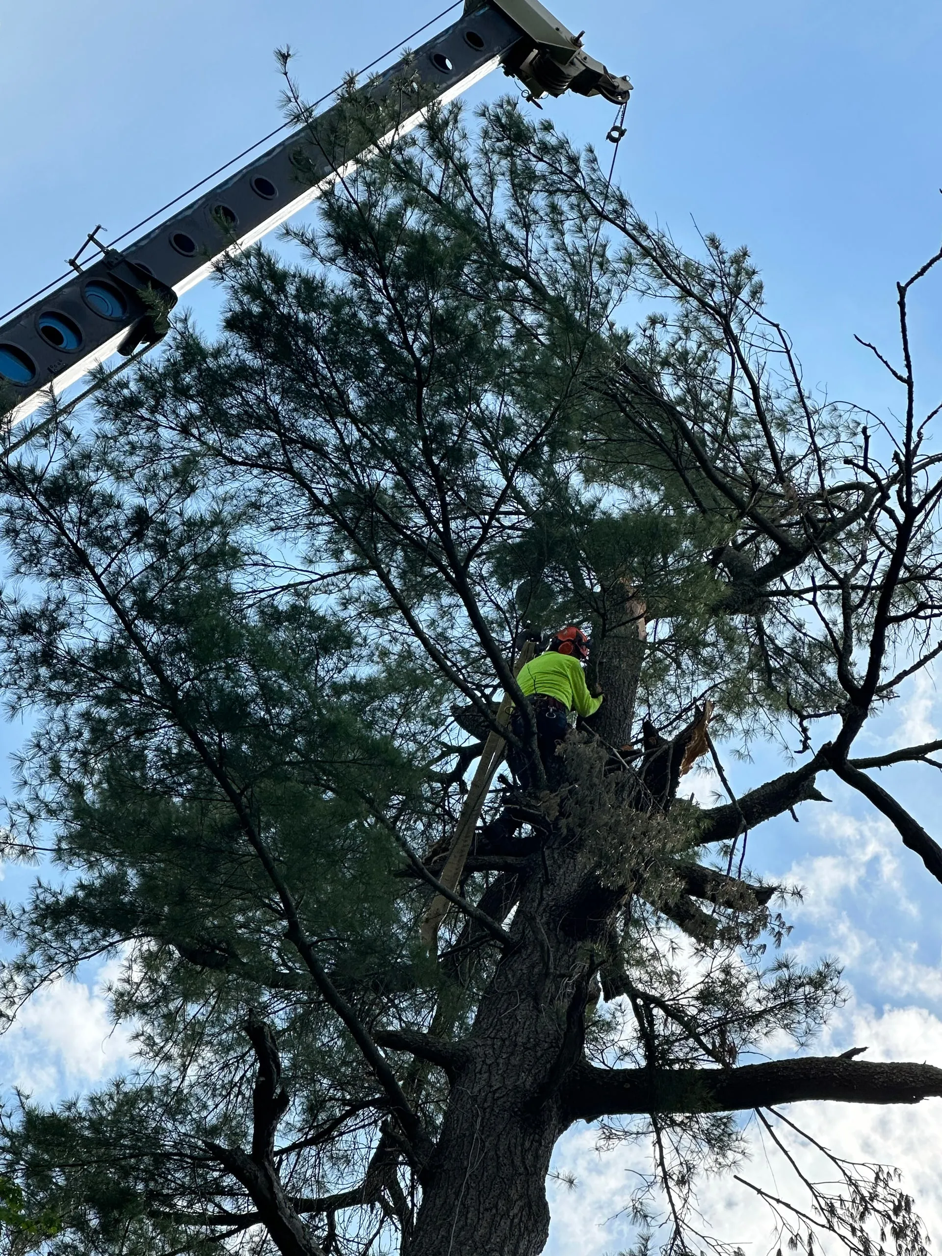 Arborist in a tall tree being trimmed by a crane. Bright yellow safety vest, blue sky.