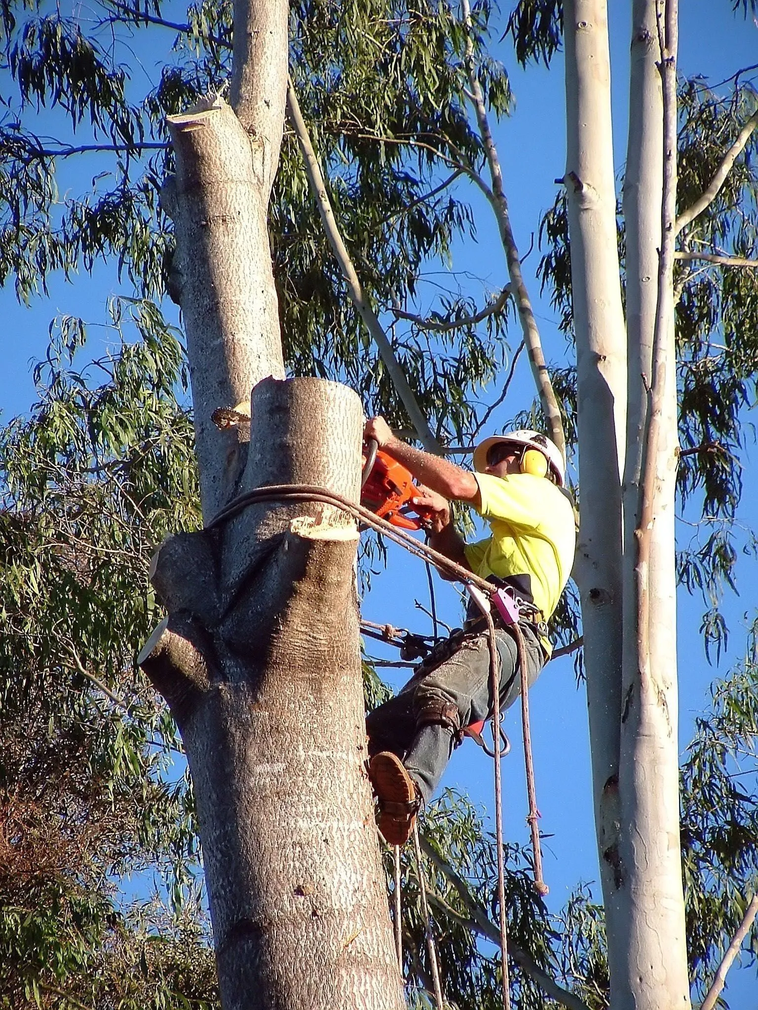 Arborist reducing a tree trunk with a chainsaw from an aerial position.