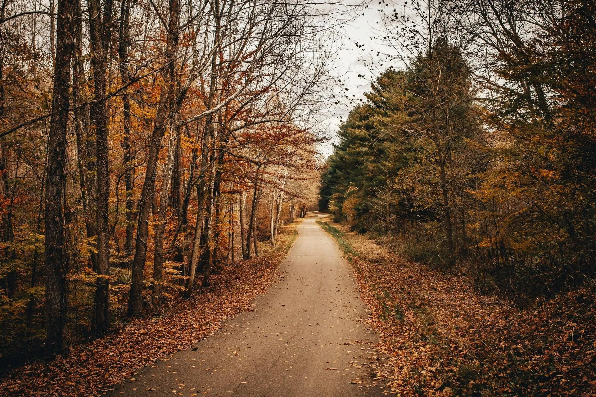 Pathway through autumn woods, with trees in shades of brown, green, and gold.