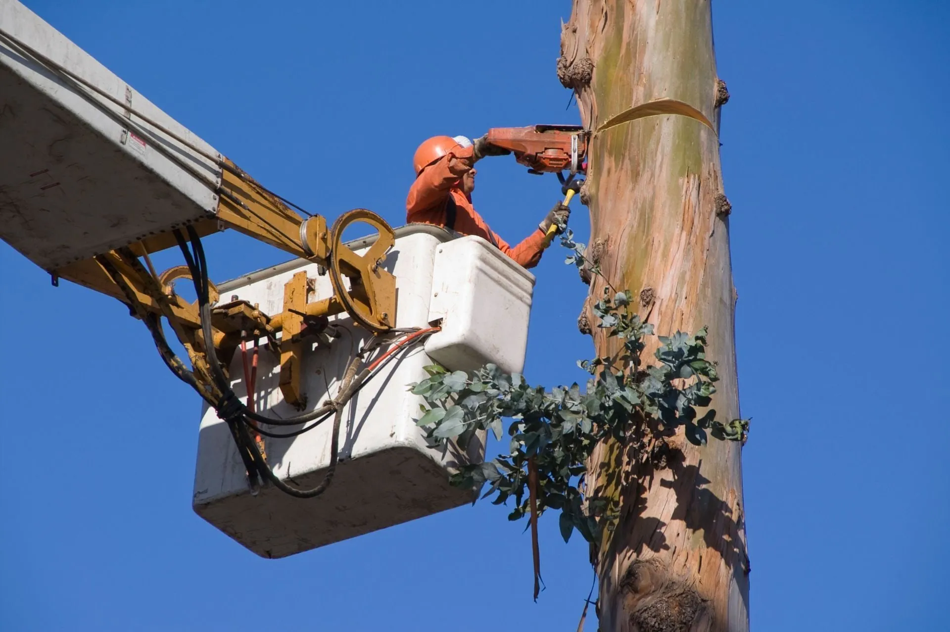 Bucket truck arborist working a tall pine on a Solon Springs WI lakeshore property.