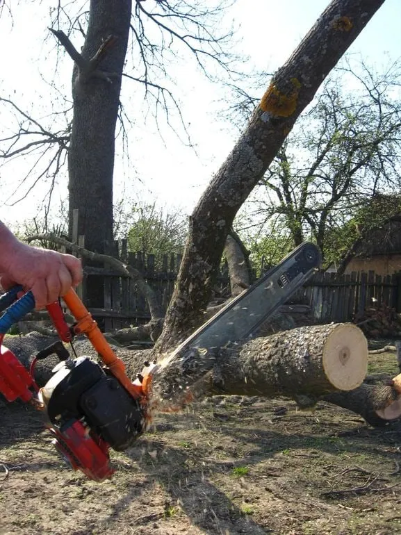 Chainsaw cutting a tree branch with sawdust flying, close-up view.