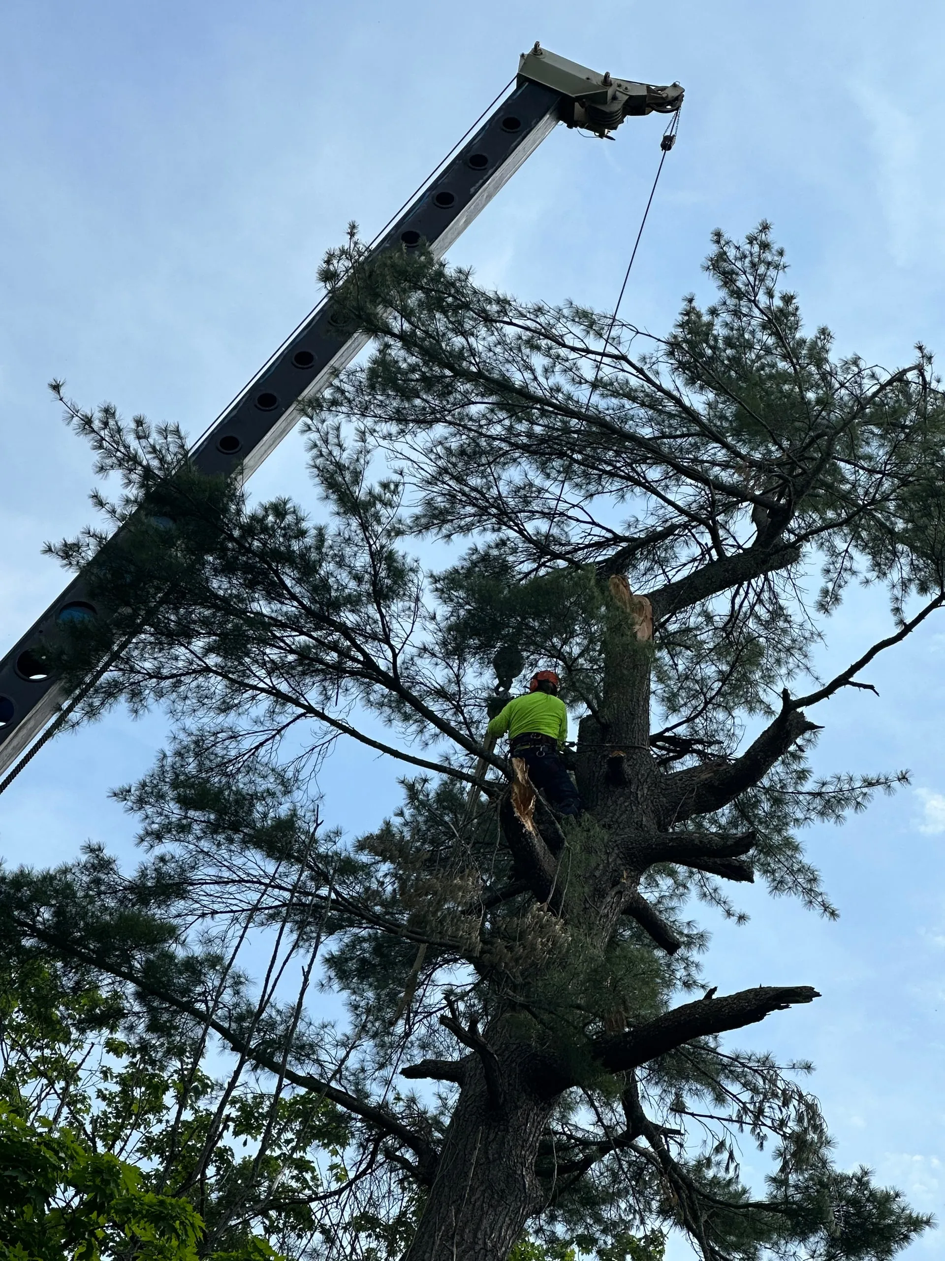 Harnessed climber trimming a tall white pine with a crane boom overhead during a northern Wisconsin tree service job