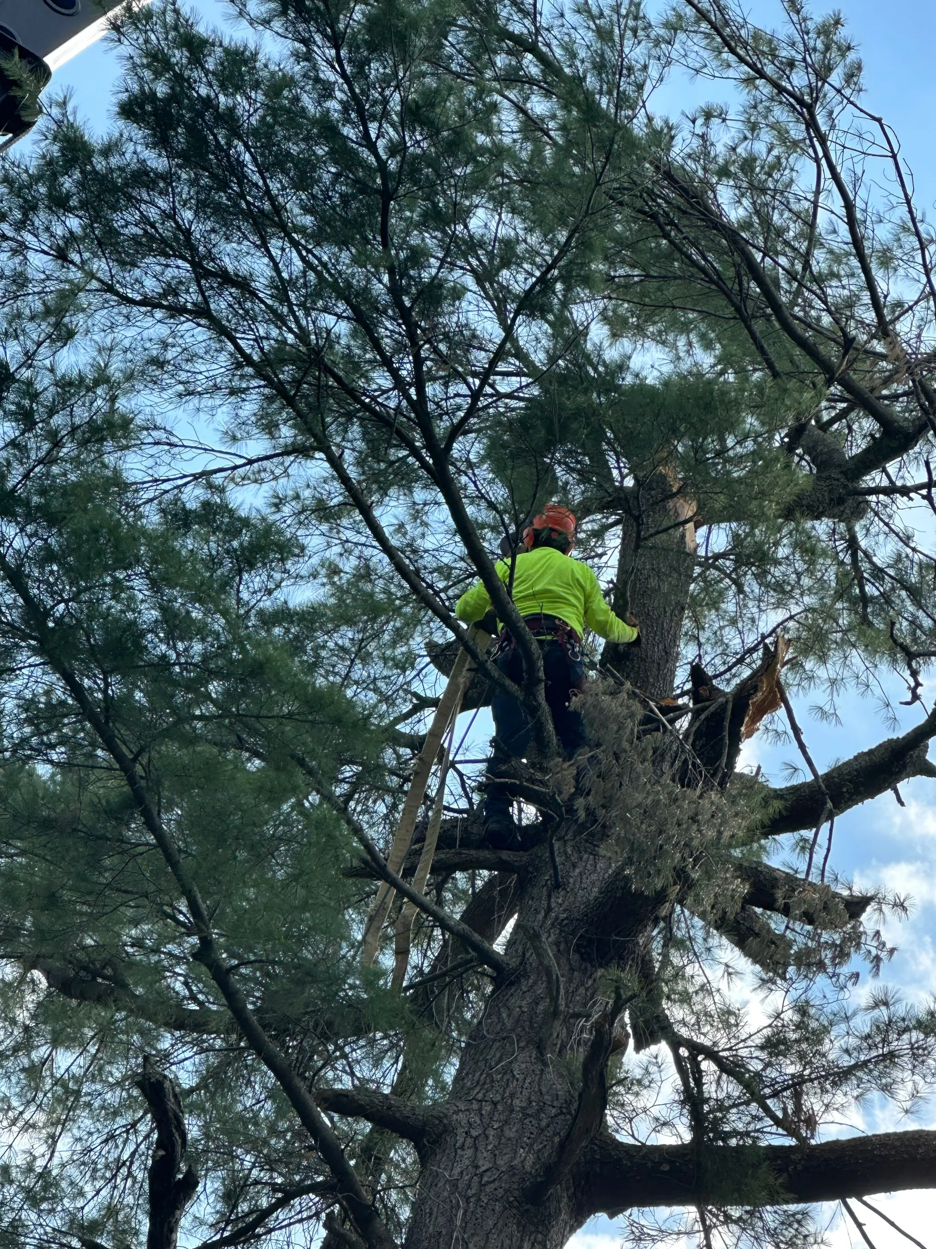 Arborist in a green vest high in a pine canopy cutting branches during tree trimming in northern Wisconsin