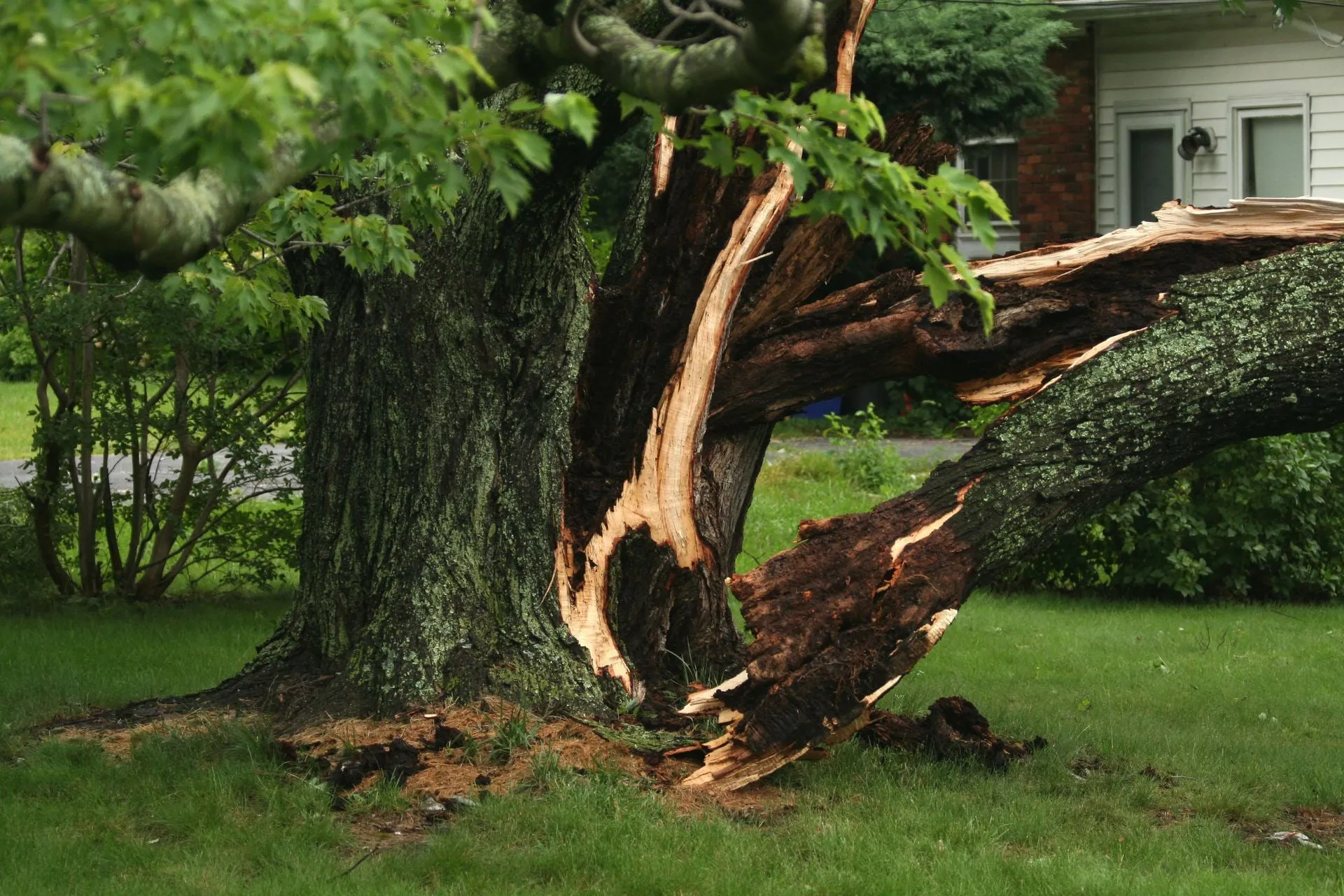 Large tree with a split trunk and broken limb on a lawn beside a home, the kind of failure tree removal prevents