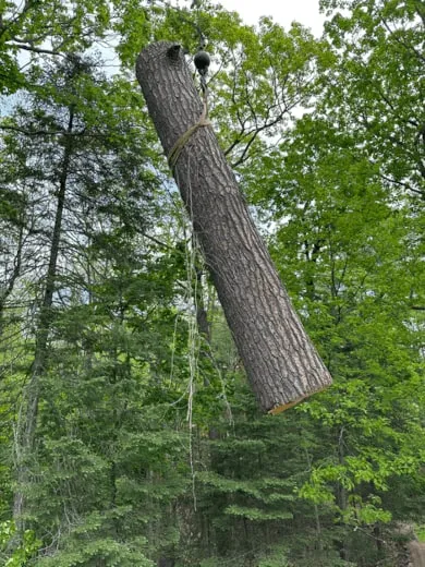Tree Services