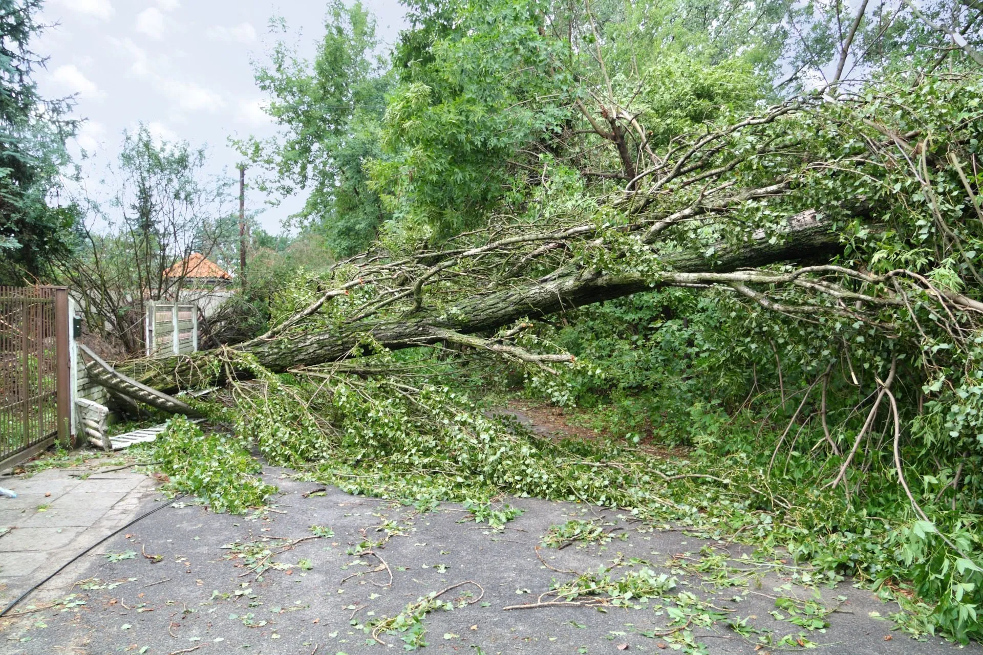 Fallen tree across a driveway after a storm along a rural Sawyer County property.