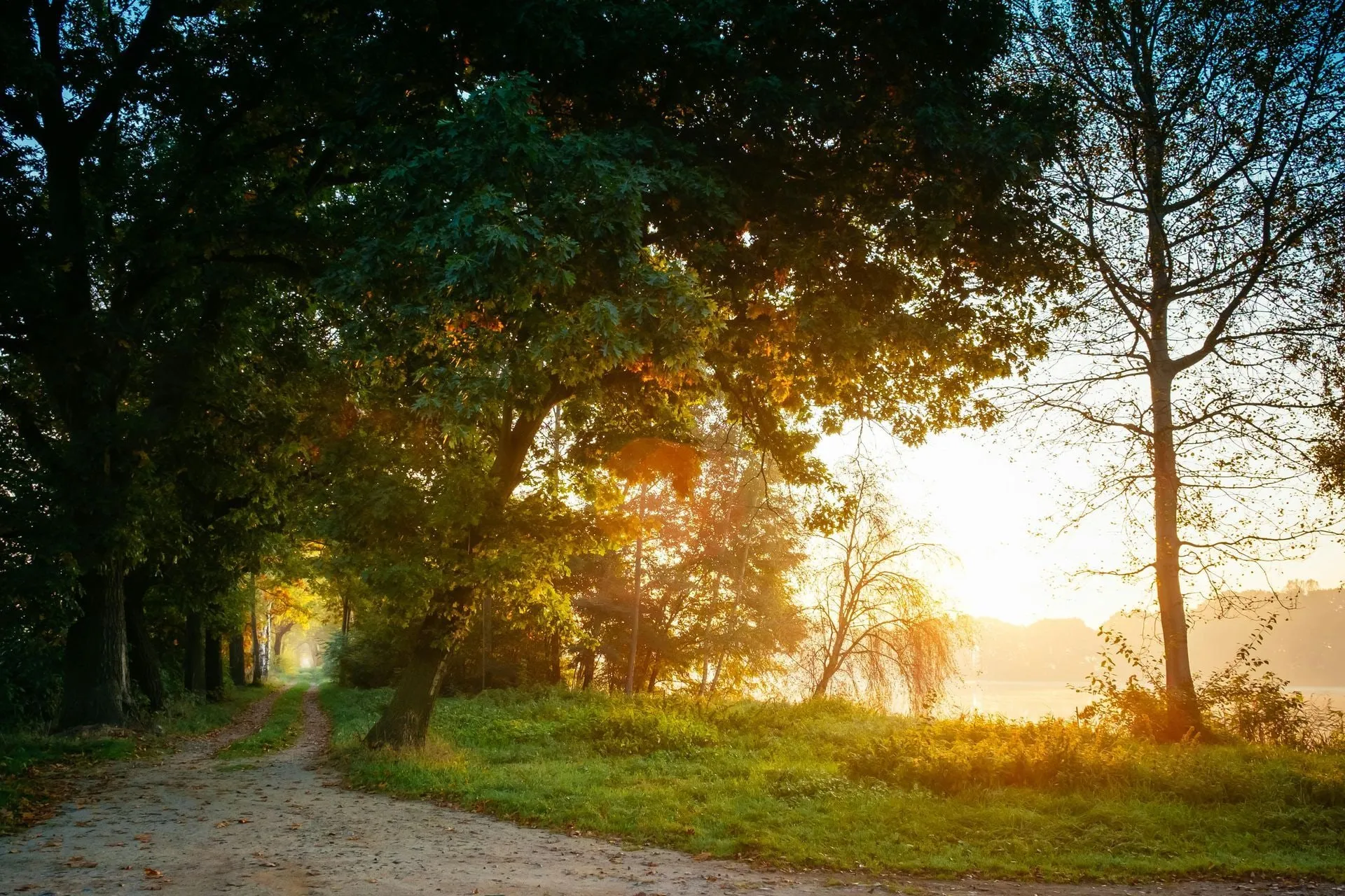 Dirt path through a sunlit forest, with tall trees, grass, and a bright sunrise in the background.