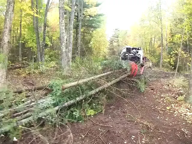 Skidsteer with an orange grapple dragging felled trees along a cleared path in fall woods