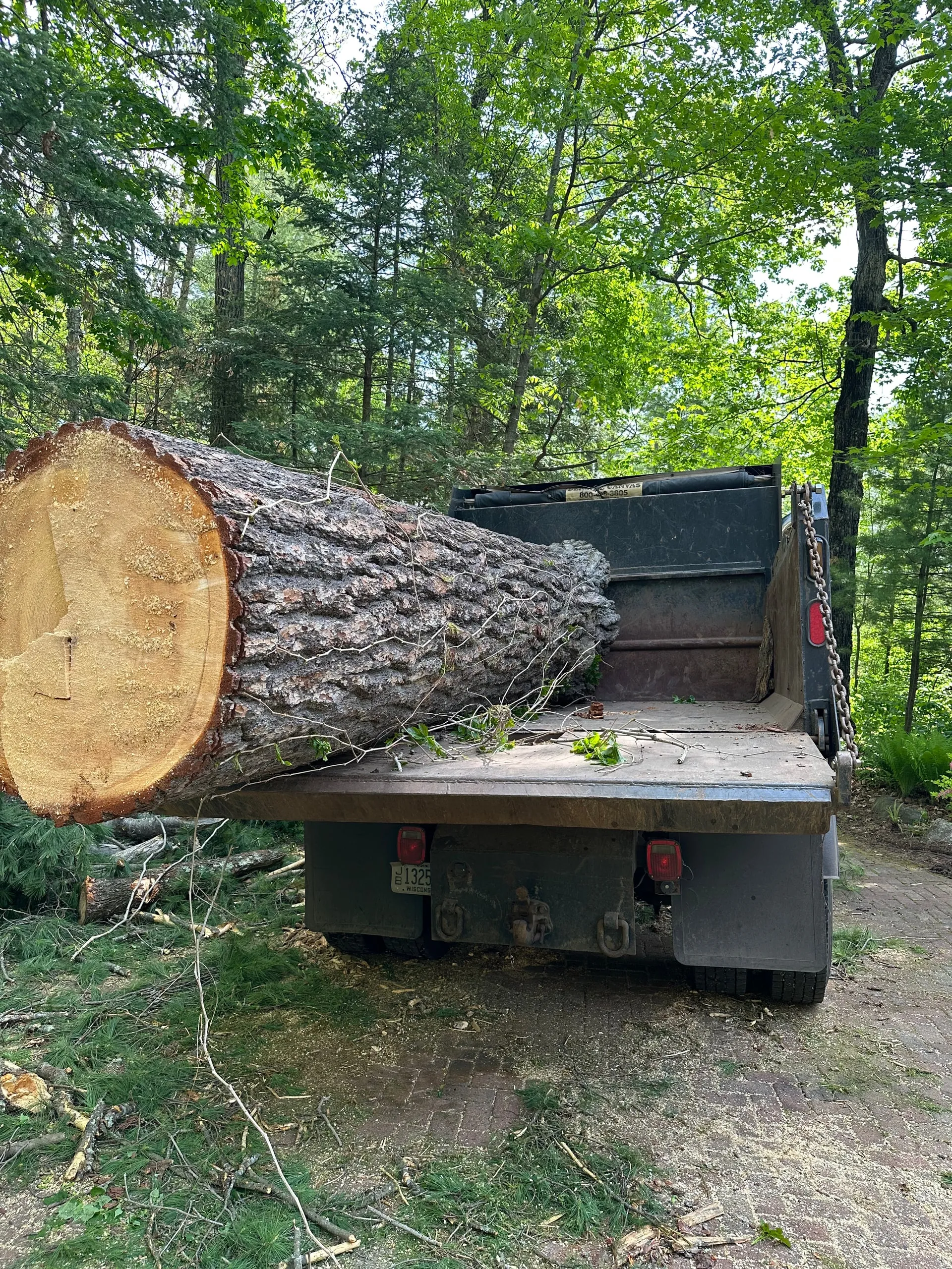 Large tree log extending from the back of a pickup truck in a forest.