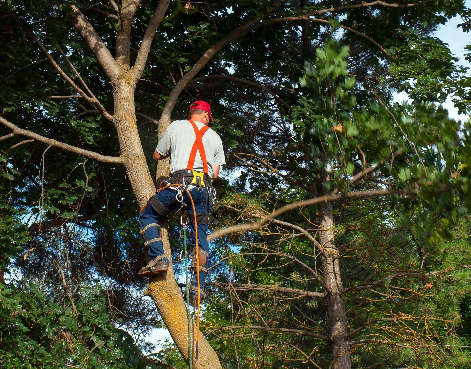 Tree trimming crew pruning limbs on a Port Wing WI harbor-village lot.