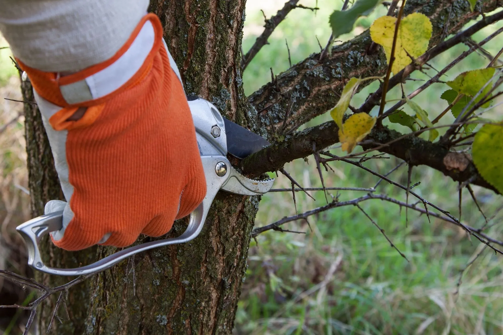 Arborist hand pruning a branch with orange glove and hand pruners.