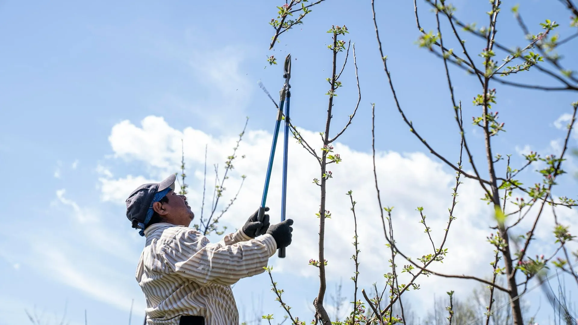 Long-handled pruning shears reaching up into a tree canopy to trim branches.