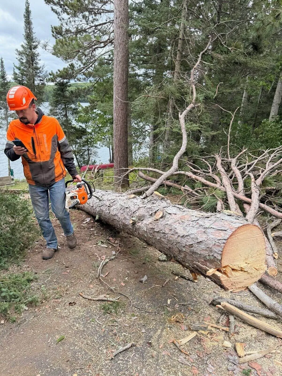 Quality Tree Service arborist in orange safety gear carrying a chainsaw past a felled pine near Lake Superior